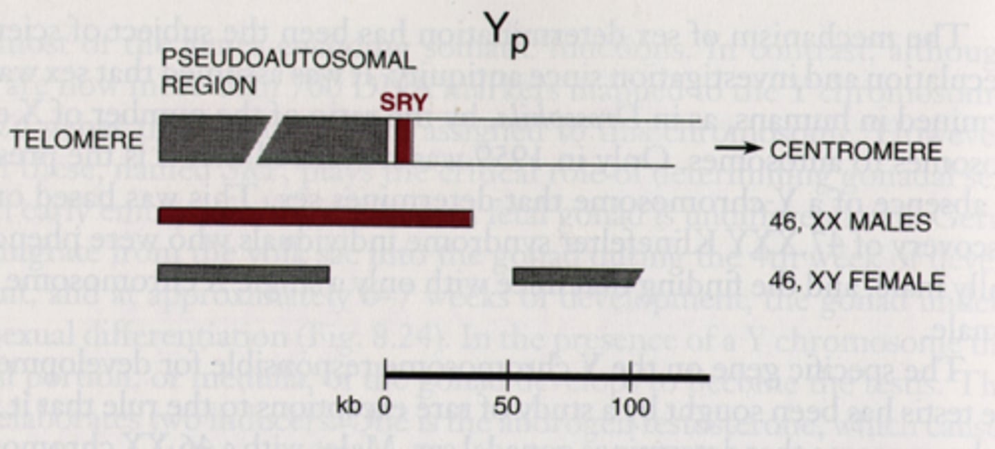 <p>translocation from the Y to the X</p>
