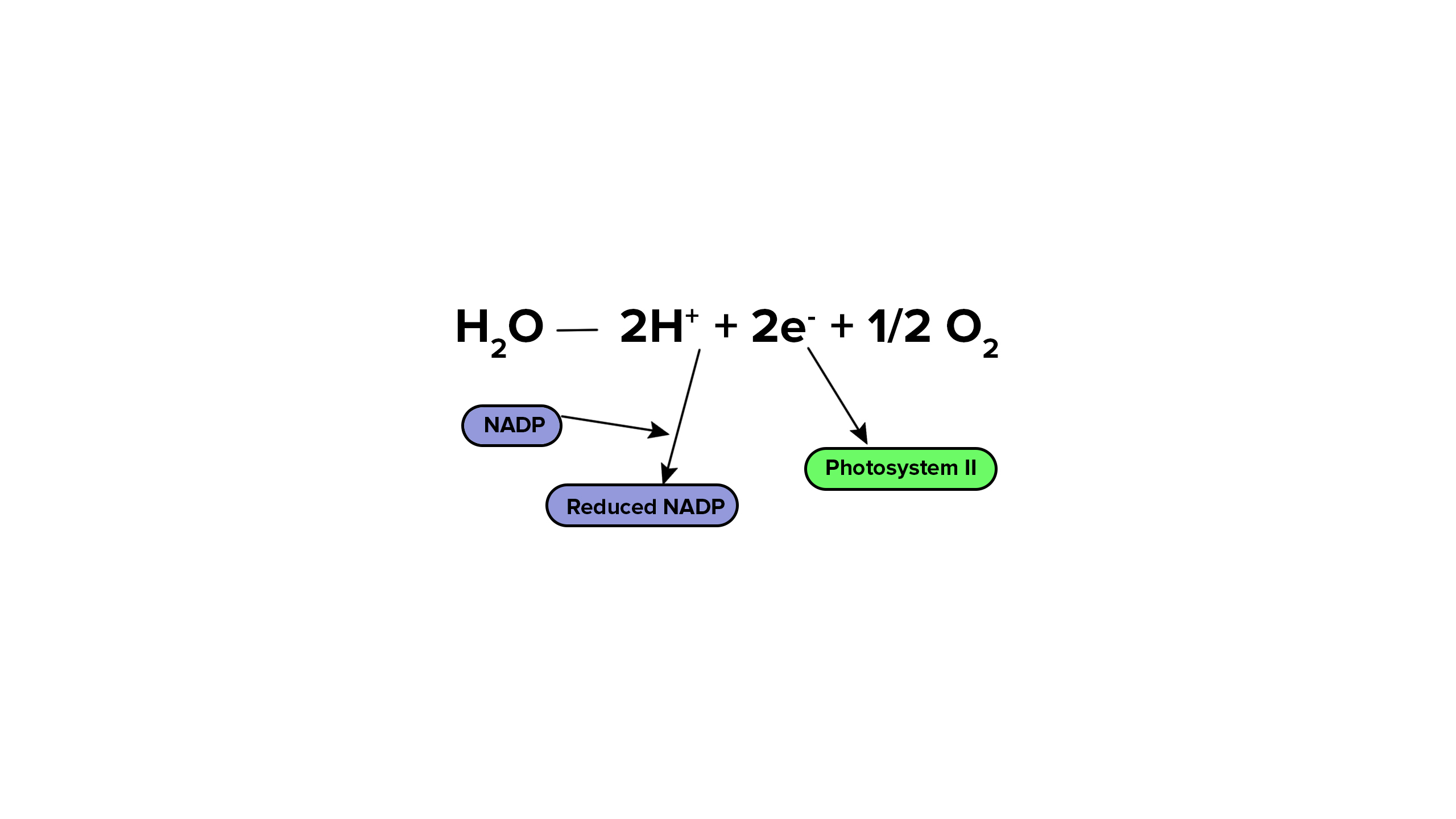 <p>The oxygen is released as a byproduct, and the hydrogen proton is used to form NADPH for the next step, and the electron is made into ATP which is also used for the next step</p>