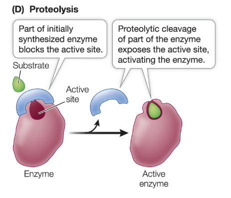 <p>some proteins are nonfunctional when synthesized and must be cleaved to become functional </p>