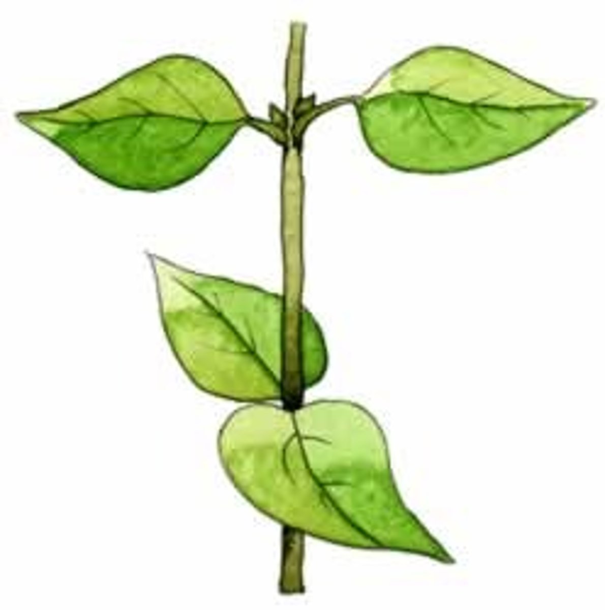 <p>leaves at a node are perpendicular to the leaves on the next node</p><p>------------------</p><p>Usually seen in opposite leaves</p>