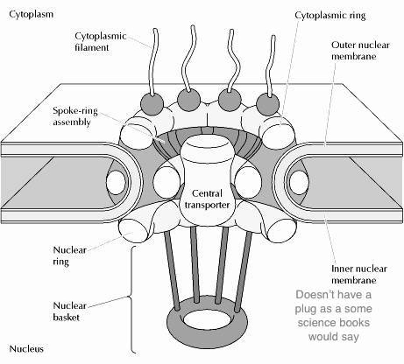 <p>Pore that allows ribosomes and RNA to move to/from the cytoplasm<br>Need proteins importin and exportin to facilitate movement<br>**requires energy</p><p></p><p>Cytoplasmic Filament</p><p>Cytoplasmic ring</p><p>Nuclear Ring</p><p>Nuclear Basket</p>