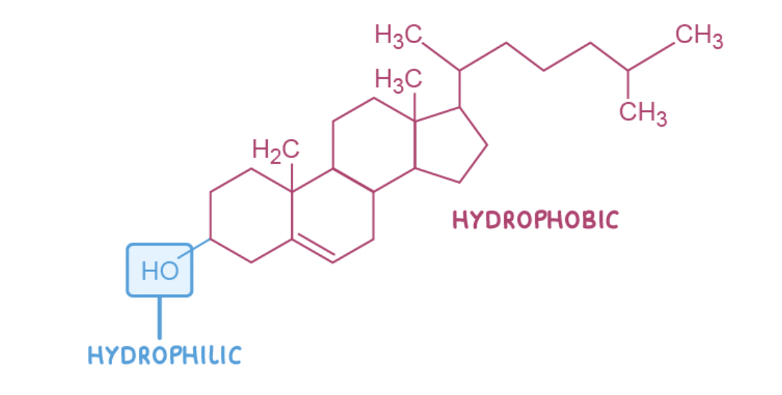 <p>Cholesterol is a type of lipid known as a sterol and is used by animal cells to increase the stability of&nbsp;the cell membrane.&nbsp;</p><p>Cholesterol is also used to make vitamin D, steroid hormones, and bile.</p><p><span>Like phospholipids, cholesterol is a&nbsp;polar molecule. The&nbsp;hydroxyl group (OH) is hydrophilic&nbsp;whereas the&nbsp;rest of the molecule is hydrophobic</span></p><p><span>Cholesterol binds to phospholipid fatty acid tails, causing the phospholipids to pack more closely together. This reduces the fluidity of the cell membrane</span></p>