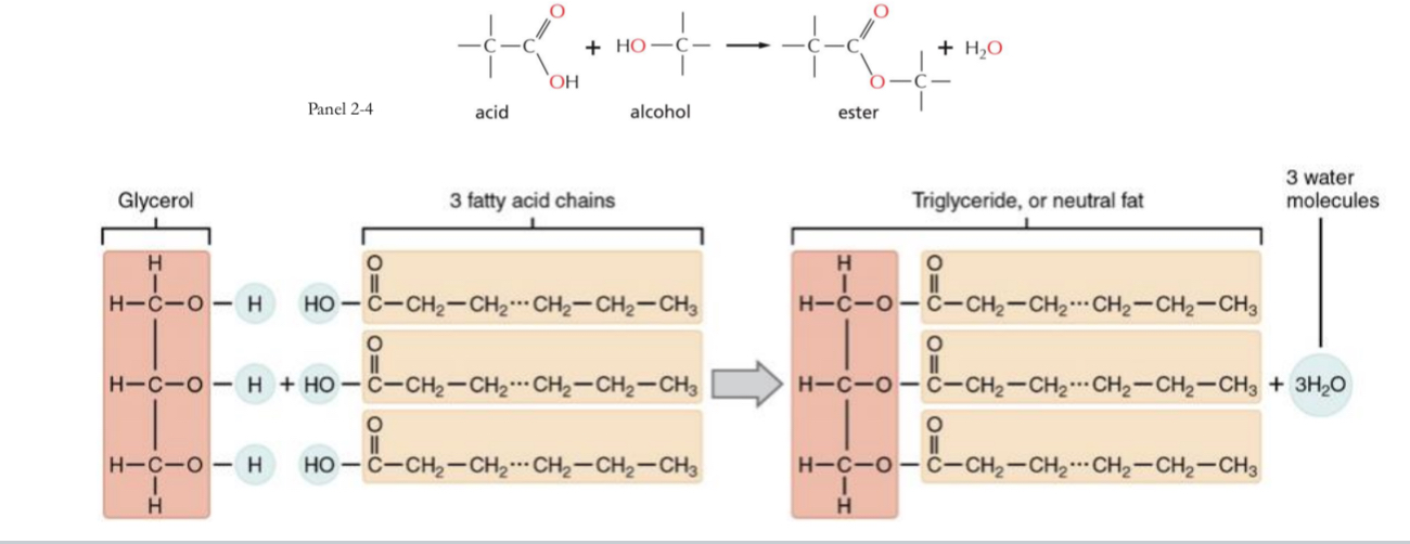 <p><span>Are formed by combining an acid and an alcohol with byproduct of alcohol</span></p>