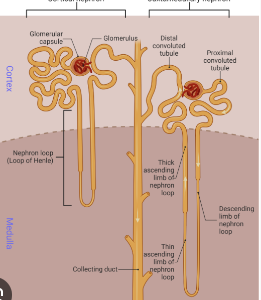 <p>glomerular capsule </p><p>proximal convoluted tubule&nbsp;</p><ul><li><p>nephron loop&nbsp;</p></li><li><p>distal convoluted tubule&nbsp;</p></li><li><p>collecting duct&nbsp;</p></li></ul><p></p>