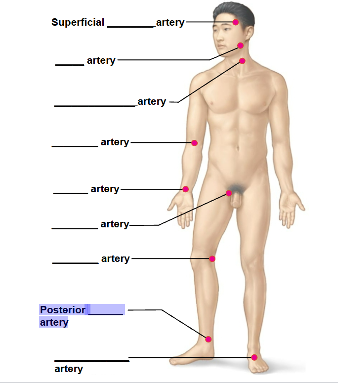 <p>highlighted arrow </p>