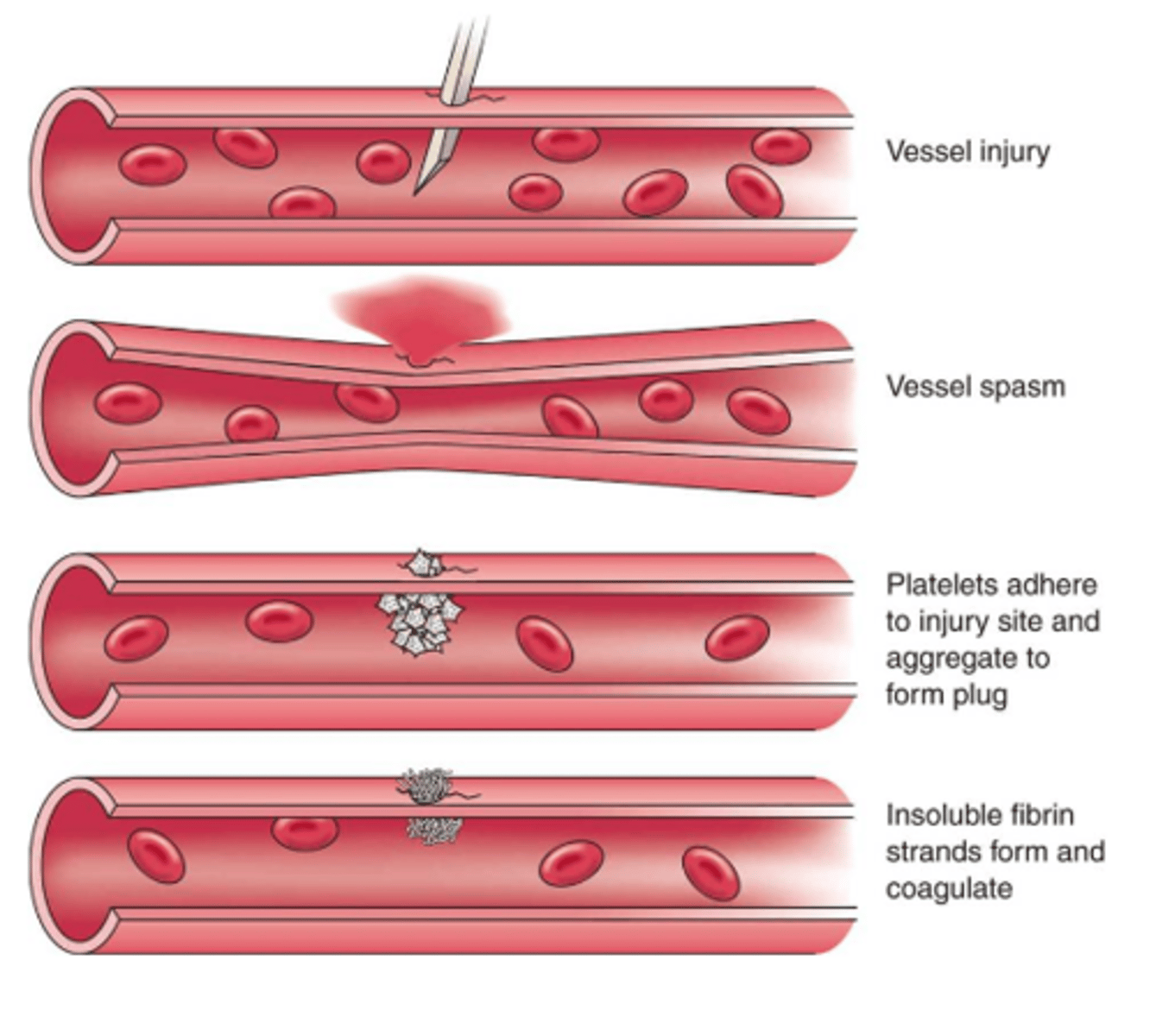 <p>A process that is initiated when there is a break in a blood vessel that results in the stoppage of blood flow</p>