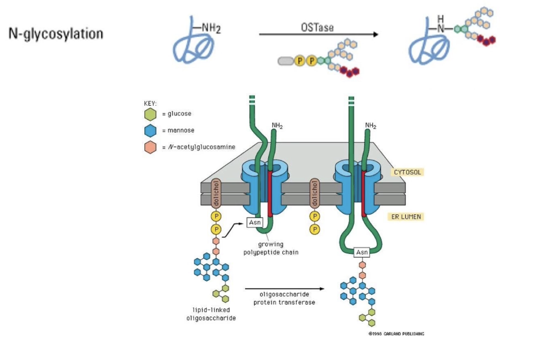 <ul><li><p>Addition of <strong>sugar chains (polysaccharides)</strong> to proteins</p></li><li><p>Important for:</p><ul><li><p><strong>Secretion and membrane insertion</strong></p></li><li><p><strong>Cell–matrix interactions</strong></p></li><li><p><strong>Receptor-ligand recognition</strong></p></li><li><p><strong>Folding, stability, and function</strong></p></li></ul></li></ul><p></p>