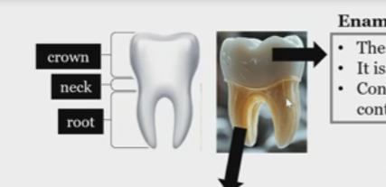 <p>in enamel</p><p>calcium and phosphate</p>