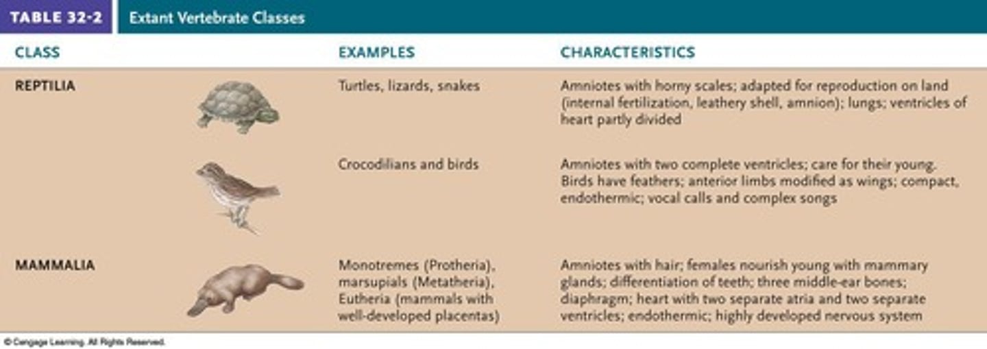 <p>A class of animals characterized by their shelled eggs, hard scales, and ectothermic physiology.</p>