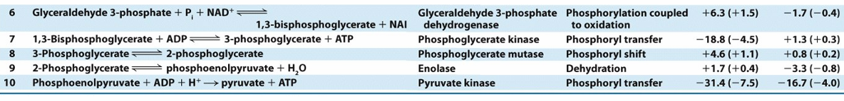 <p>1 Phosphorylation couplée à une oxidation REVERSIBLE </p><p>1 Phosphorylation REVERSIBLE (gibbs energy close to 0 enough)</p><p>1 Isomérisation REVERSIBLE </p><p>1 Déshydratation REVERSIBLE </p><p>1 Phosphorylation IRREVERSIBLE (<strong>PYRUVATE kinase</strong>)</p><p><strong>produit 2x 2 ATP et NADH</strong> (transfer de Phosphate sur ADP)</p><ul><li><p><strong>SEULES RXNS à CONNAITre,  LAST</strong></p></li></ul><p></p>