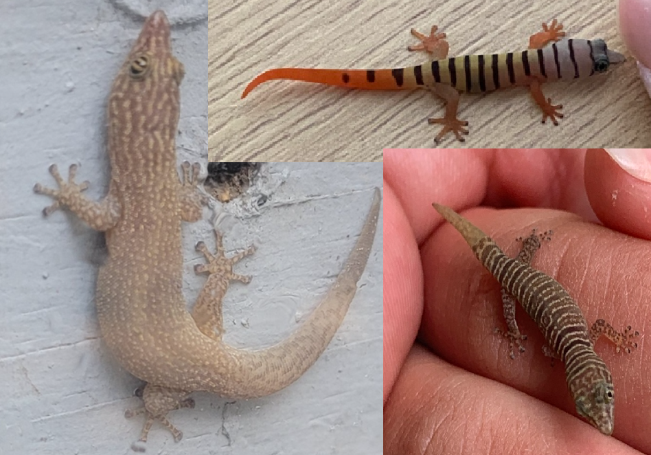 <p>Ashy Gecko, native to Cuba and Hispaniola, live in FL keys, juveniles are colorful with prominent stripes, adults have parallel stripes on head, toe pads have no claws</p>