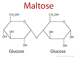 <p>Glucose + Glucose—&gt; Maltose + Water</p>