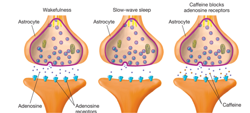 <ul><li><p>accumulates during the day after prolonged wakefulness and promotes sleep </p></li><li><p>caffeine antagonises the effects of adenosine and decreases sleepiness </p></li></ul>
