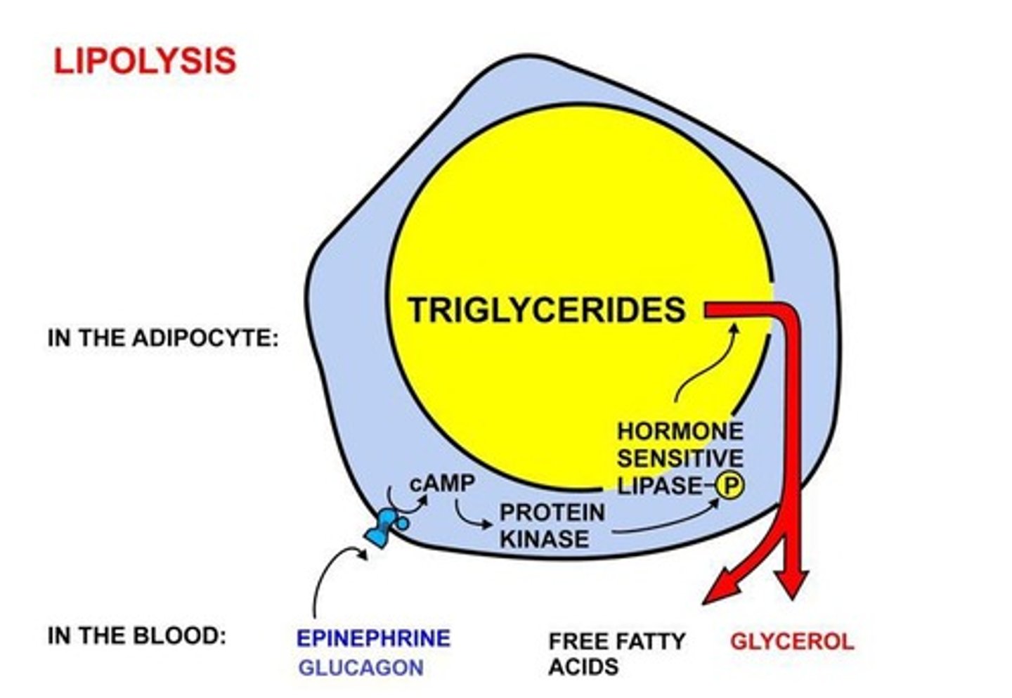 <p>The process of triglyceride hydrolysis.</p>