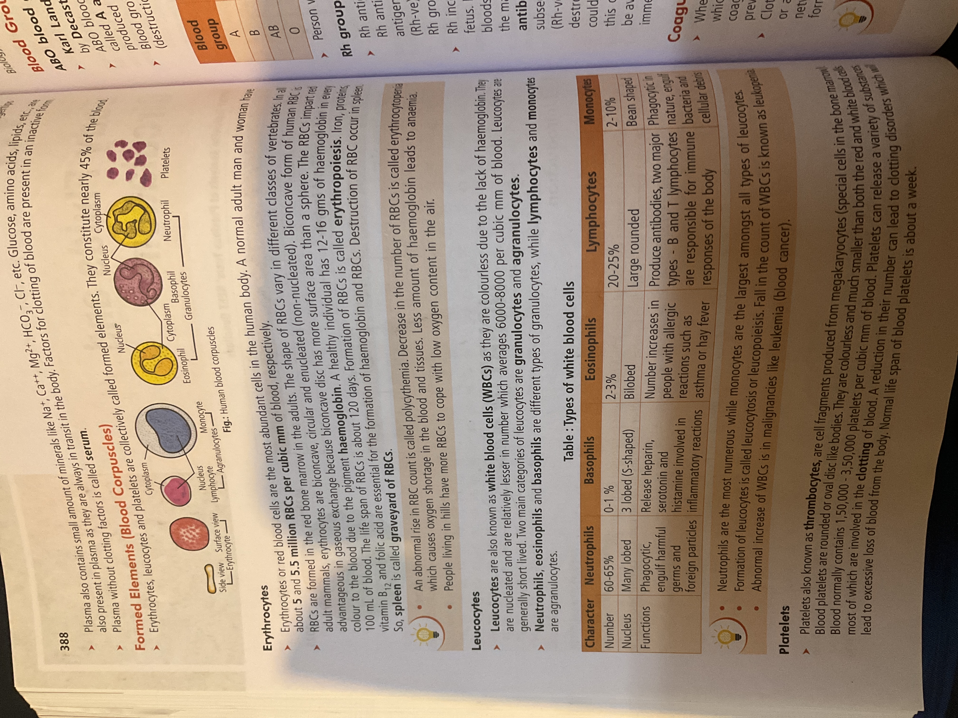 knowt flashcard image