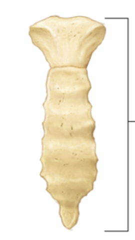 <p>what kind of bone is this?</p><p></p>