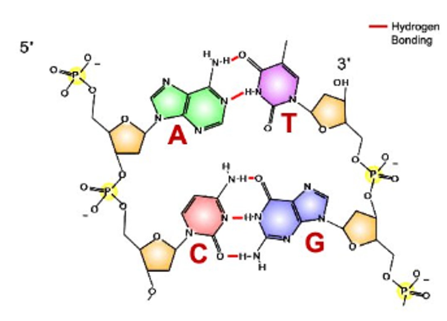 <p>1. bonds that link two nitrogenous bases together: hydrogen bonds;</p><p>2. bonds that link nucleotides together: covalent 'phosphodiester bonds' between the phosphate group of one nucleotide and sugar group of another</p>