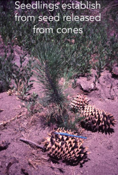 T/F: Natural ~50 year fire cycle in So. California.
