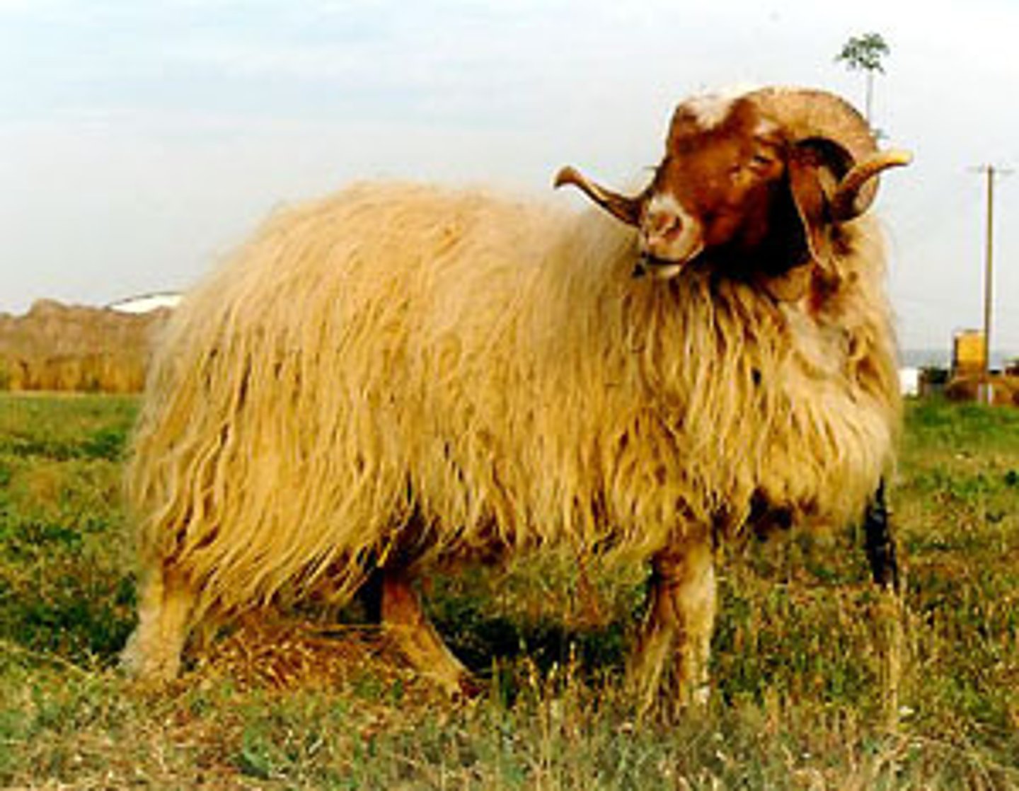 <p>brown face, long fleece, curved horns in males, loop ears, milk, hardy breed, polyvalent</p>