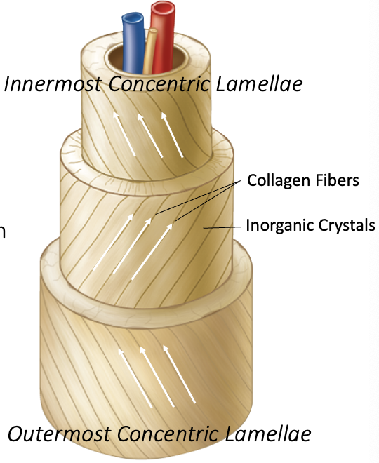 <p>Osteon</p>