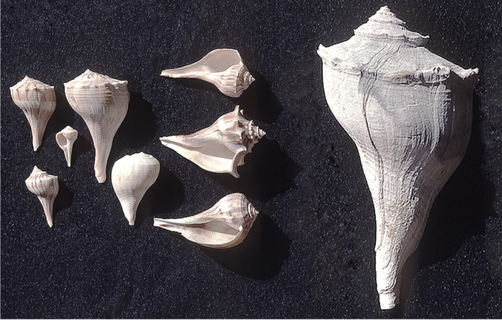 <p>What phylum, class, subclass, and family is this organism? What habitat and feeding corresponds to them?</p>