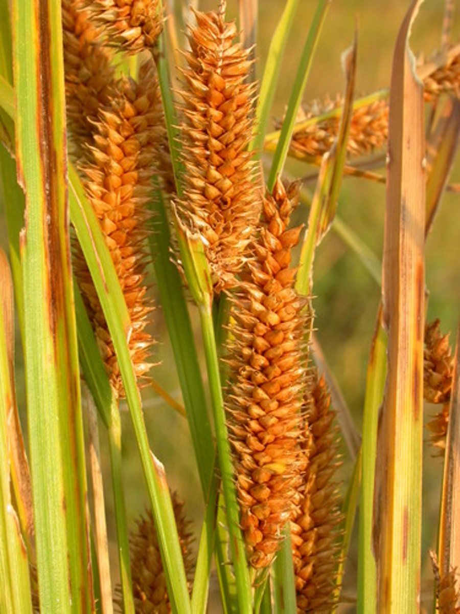<p>Cypergrassenfamilie</p>