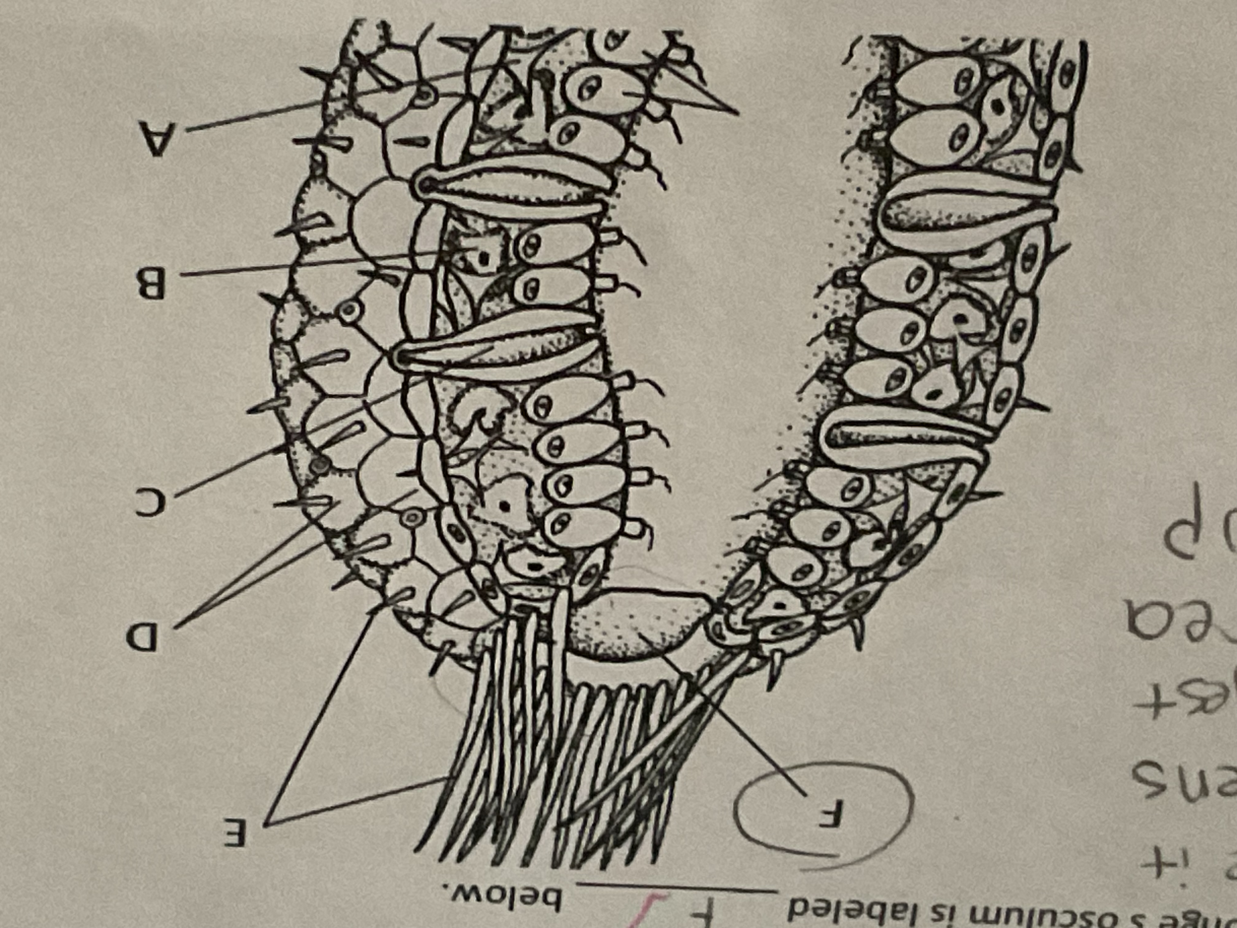 <p>label osculum on scypha</p>