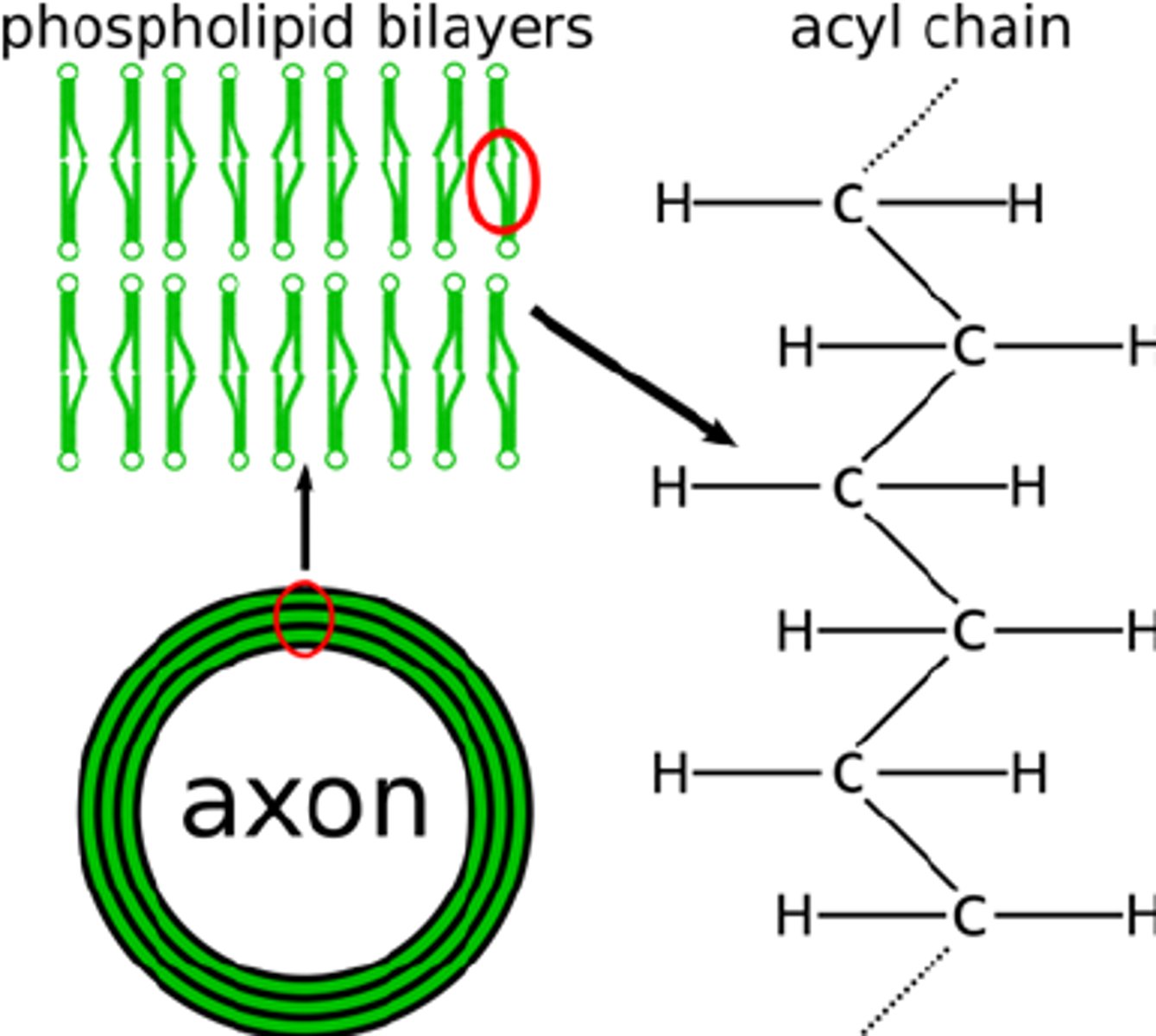 <p>(B) Lipids</p><p>Myelin is rich in lipids</p>