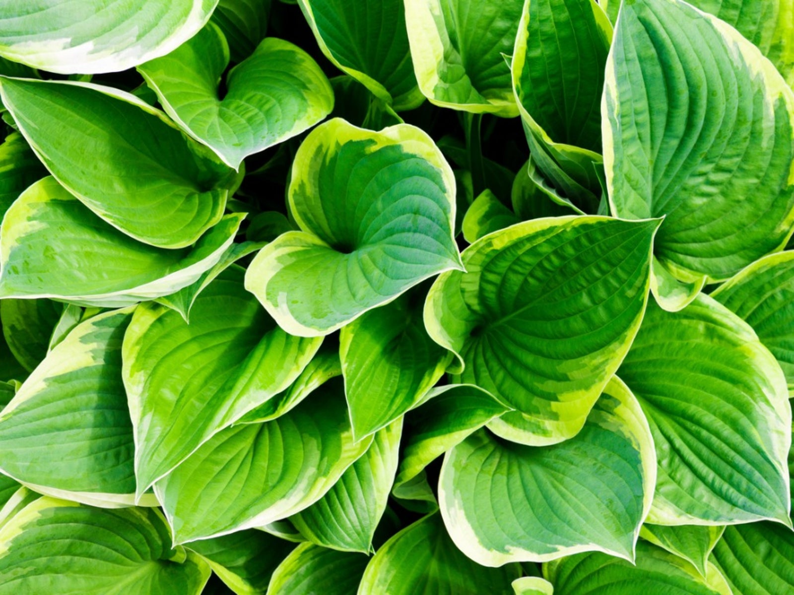 <p>Hosta</p>