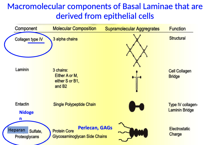 <p>What are the key components of the basal lamina made by epithelial cells, and what do they do?</p>