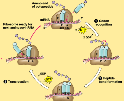 <p>Peptide bond formation: P site (Peptidyl-tRNA binding site)</p><ul><li><p>ribosome forms peptide bonds between amino acids at end of tRNA to growing polypeptide chain</p></li></ul><p></p>