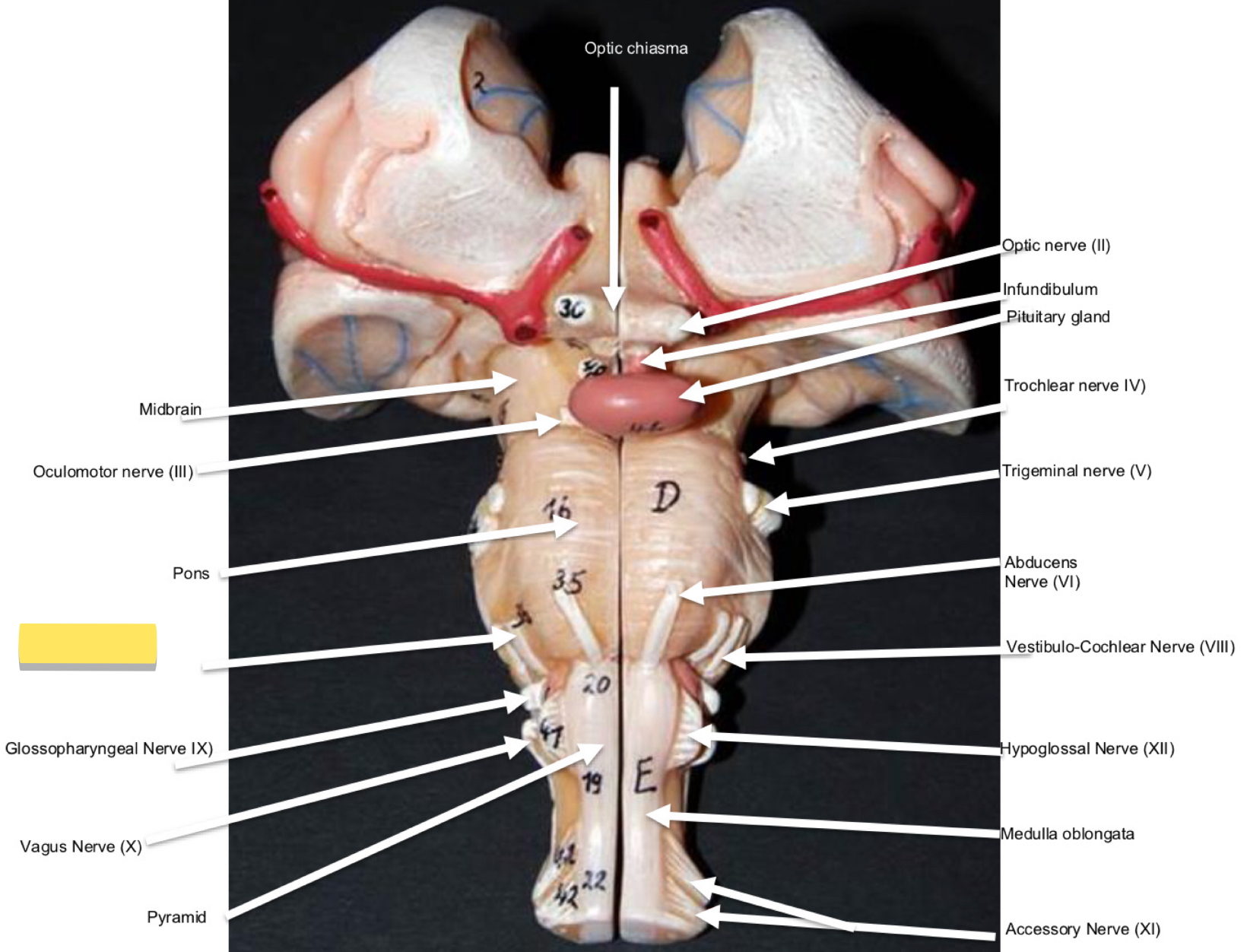 <p>Name this cranial nerve&nbsp;</p>