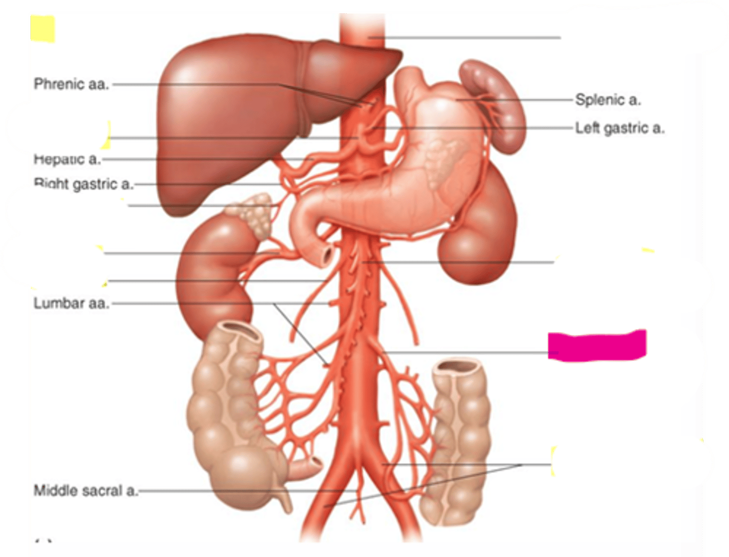 knowt flashcard image