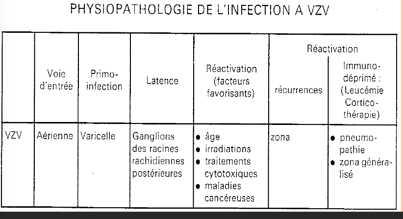 <p>= virus de la varicelle et du zona</p><p>virus enveloppé</p><p></p><p><u>Varicelle</u></p><p>Infection vésiculeuse, <strong>Transmise par voie aérienne ou contact</strong></p><p>Incubation de 12 à 14 jours</p><p>Rash avec papules sur tout le corps mais surtout tronc, face et cuir chevelu</p><p>Plus sévère chez enfants plus âgés et adultes</p><p></p><p>Complications rares = Pneumonies (15% des adultes) et Encéphalite</p><p></p><p><u>Zona</u></p><p>Récidive à partir d’un nerf sensitif avec zona <strong><em>intercostal </em></strong>ou <strong><em>ophtalmique</em></strong></p><p>Douleurs importantes et brûlures même après disparition des papules (Atteint surtout les personnes âgées)</p><p></p><p><strong><u>Traitement</u> </strong>varicelle:</p><p>Essentiellement symptomatique (assèchement, désinfection, coupure des ongles)</p><p><strong><u>Traitement</u> </strong>zona:</p><p>→ Acycloguanosine (Acyclovir, Zovirax )</p><p>→ Vaccin atténué pour personne travaillant dans les centre de santé ou <u>avant</u> traitement immunosuppresseur ou grossesse</p><p>→ Ig pour femmes enceintes</p>