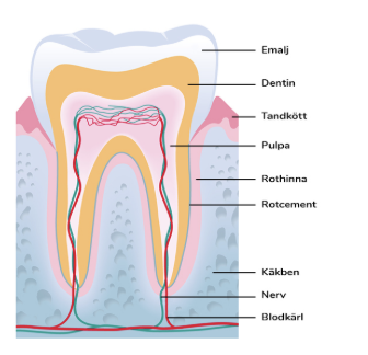 <p>emalj</p><p>dentin </p><p>cement (rotcement)</p><p>pupla</p>