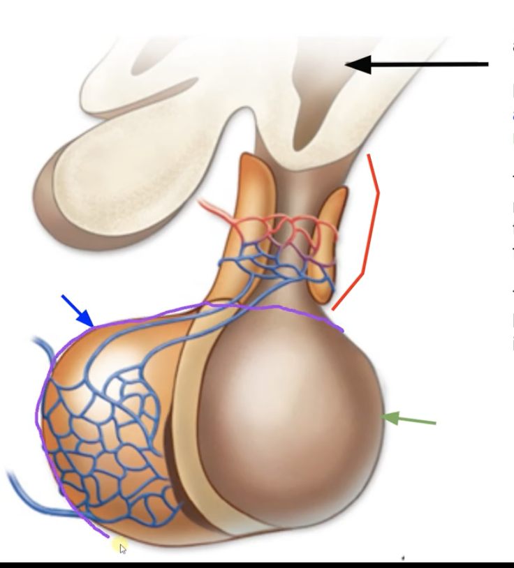 <p>Name the main parts of the pituitary gland, point them out</p><p>What is the black arrow pointing to?</p>