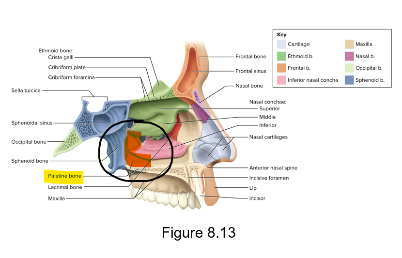 <p>L-shaped bones that divide the oral and nasal cavities from each other posteriorly </p><p>Horizontal plates - Form posterior part of the hard palate</p><p>Perpendicular plate - Forms part of the lateral wall of the nasal orbit </p>