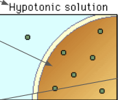 <p>more water than solutes</p>
