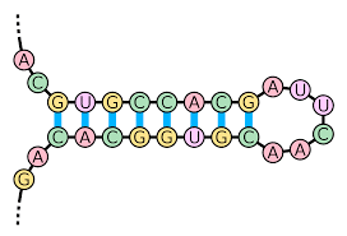 <p>1. are always endogenous</p><p>2. they originate through TRANSCRIPTION</p><p>3. have a stem-loop structure</p>