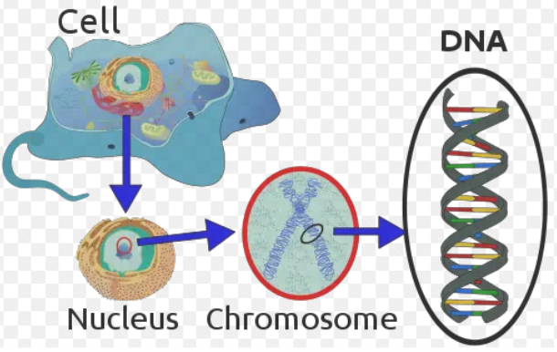 <p>DNA found in nucleus</p><p>linear chromosomes</p>