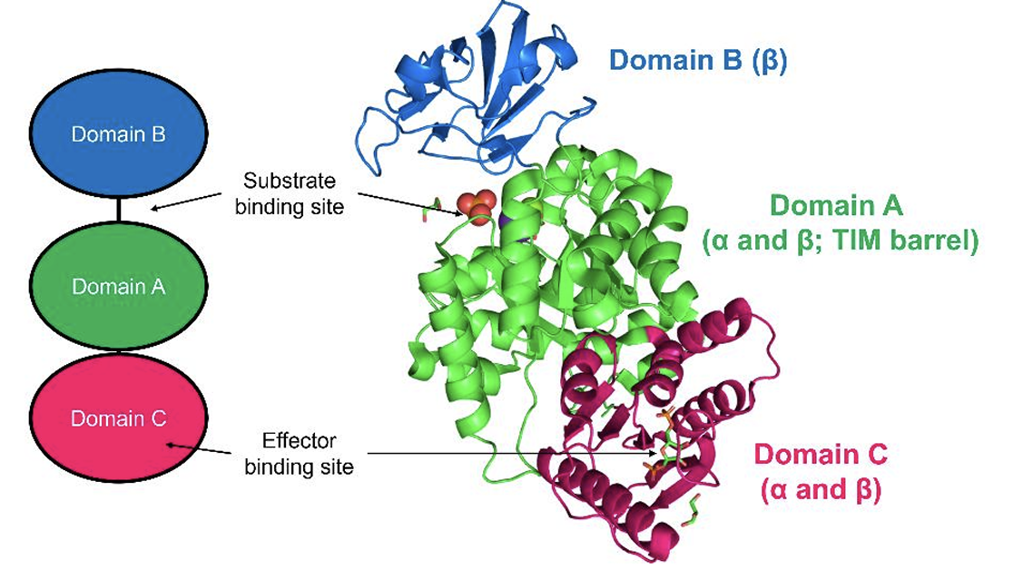 <p>has 3 domains:</p><ul><li><p>a β-sheet domain</p><ul><li><p>two are of the α/β type</p></li></ul></li></ul><p></p><p></p>