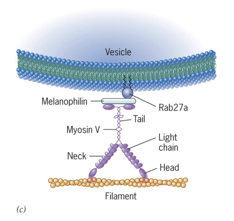 <p>Griscelli syndrome = Humans lack unconventional Myosin Va </p><p></p><p>Myosin Va required to transport pigment granules (melanosomes) in pigment cells (melanocytes). </p><p></p><p>Melanosomes are moved to cell periphery to be transferred to and incorporated into developing hair = albinism due to lack of transport.</p>
