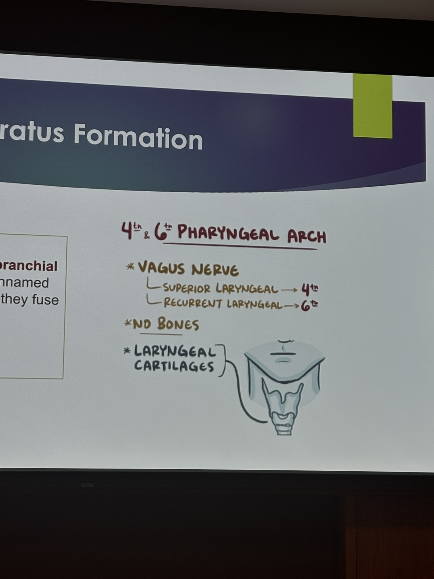 <ul><li><p>contain unnamed cartilage</p></li><li><p>innervated by the vagus nerve</p></li><li><p>create the laryngeal cartilages </p></li></ul><p></p>
