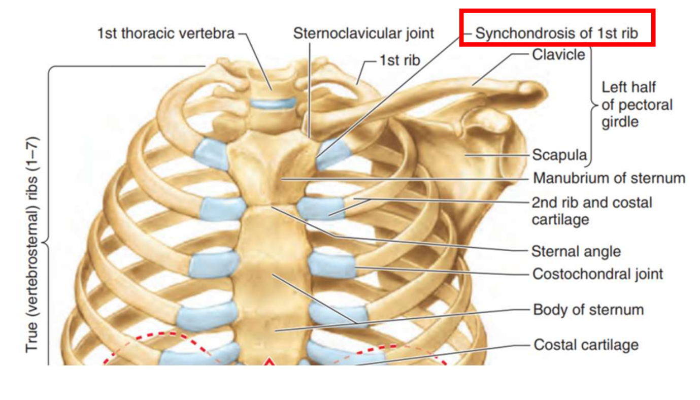 <p><strong>Union par du tissu cartilagineux hyalin</strong></p><ul><li><p>Généralement fusionnées chez l’adulte (articulation temporaire)</p></li><li><p>Généralement immobiles ou très peu mobile</p></li><li><p>Exemples</p><ul><li><p>Physes</p></li><li><p>Synchondrose de la 1re côte (articulation entre 1re côte et sternum)</p></li></ul></li></ul><p></p>