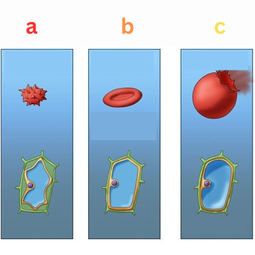 <p><strong>Label This Diagram</strong></p><p><em>Osmosis in Cells</em></p>