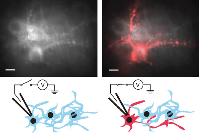 <p>Neuron Firing Process</p>