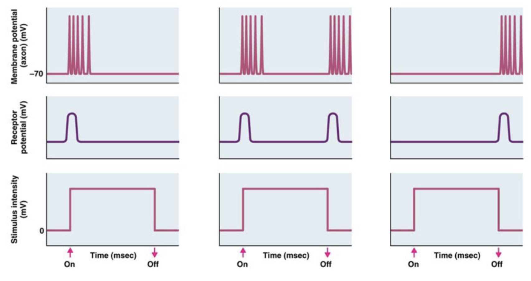 <p>encode changes in stimulus</p><p>can do so in several ways</p>