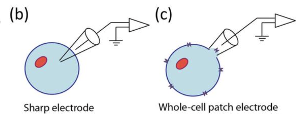 <p>Electrode inside the cell, allowing you to measure the membrane potential and ionic currents across the membrane. This provides information about a single cell’s electrical properties.</p><p>Patch clamp: intracellular activity of single neurons with a high signal-to-noise ratio</p><p>Sharp electrode: large leak currents, making voltage-clamp recordings difficult</p>