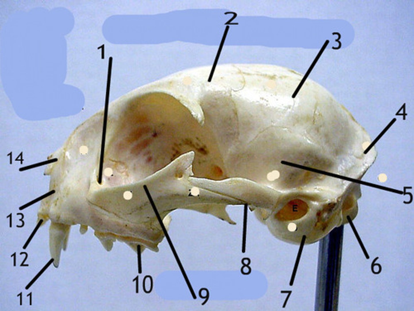 <p>12</p>
