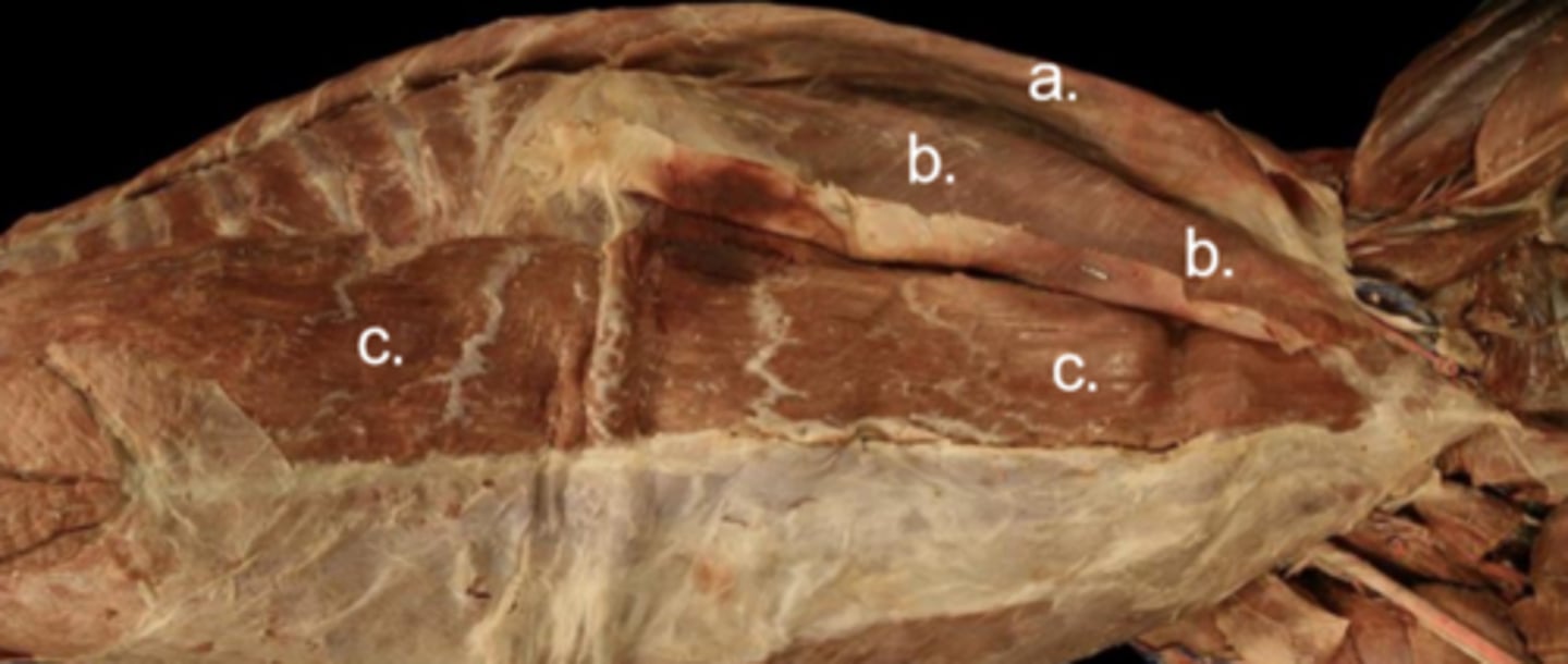 <p>Abdominal cavity muscles:</p><p>b</p><p>Origin: tuber coxae, thoracolumbar fascia</p><p>Insertion: costal arch, linea alba, prepubic tendon</p>